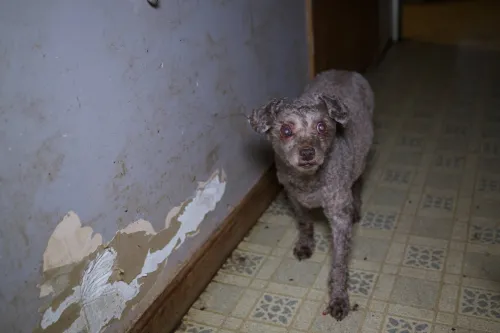 A shocking anomaly:' Over 100 animals rescued from alleged neglect